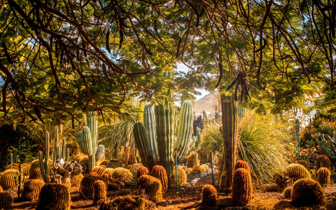 Visiting The Botanic Garden Of Gran Canaria