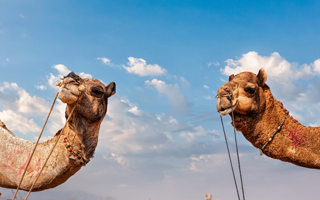 My Review of Camel Rides on Gran Canaria